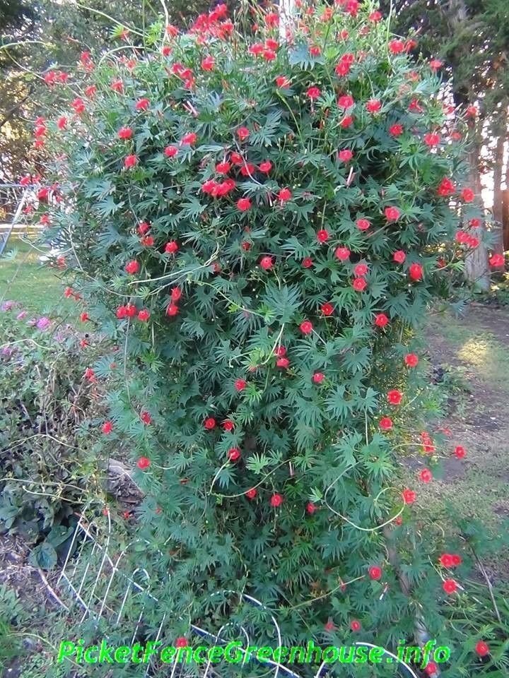 Cardinal Climber Vine Red Tubular Flowers 30 Seeds