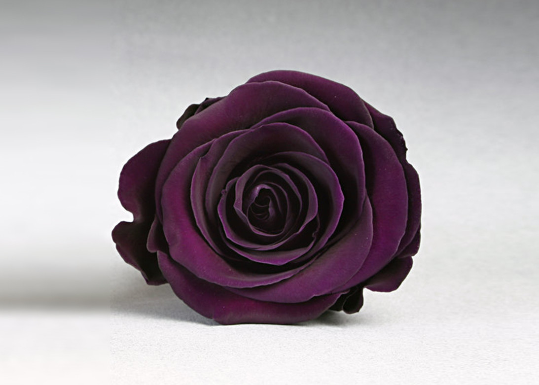  Rose  Violette 