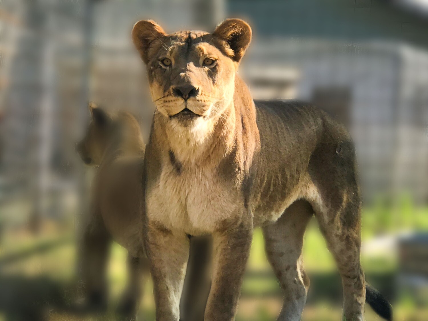 Wild About Lions Program Wild About Lions Program