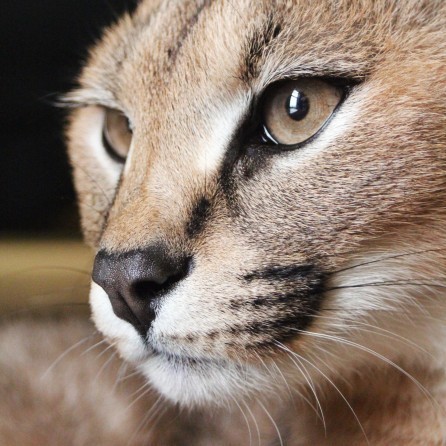 Sponsor An Animal (One-time) Sponsor An Animal (One-time)